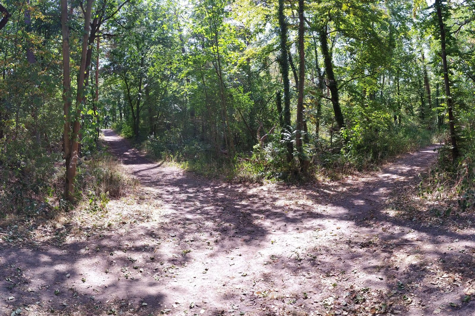 A path through a forest splitting into two directions