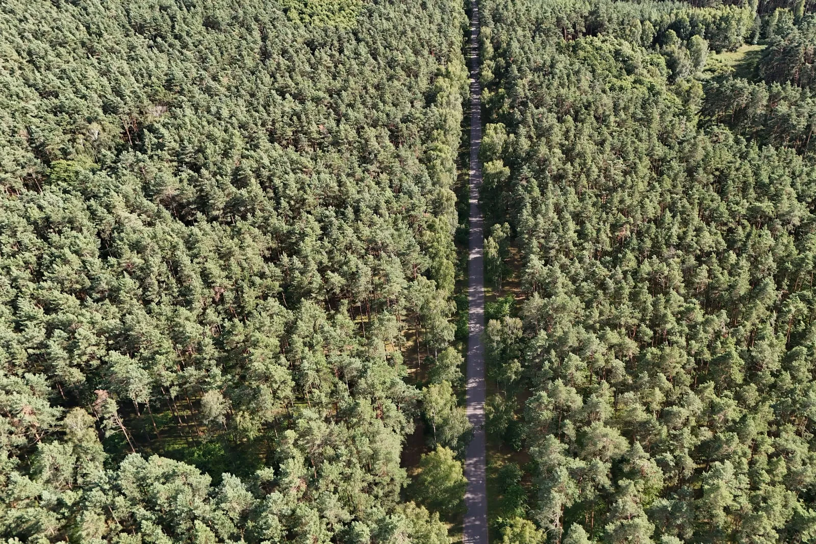 A boreal pine forest seen from above