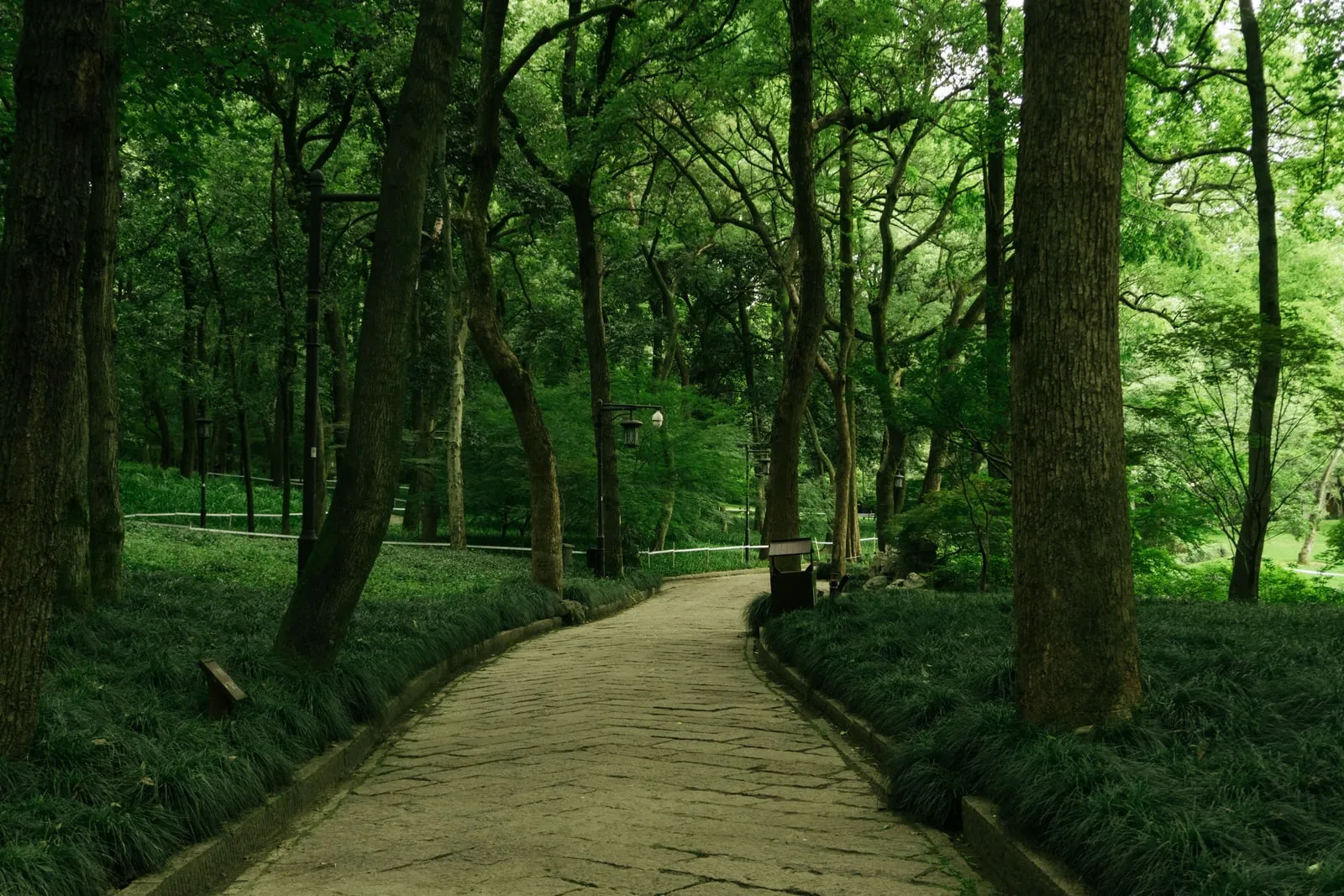 A paved path through a green wooded park