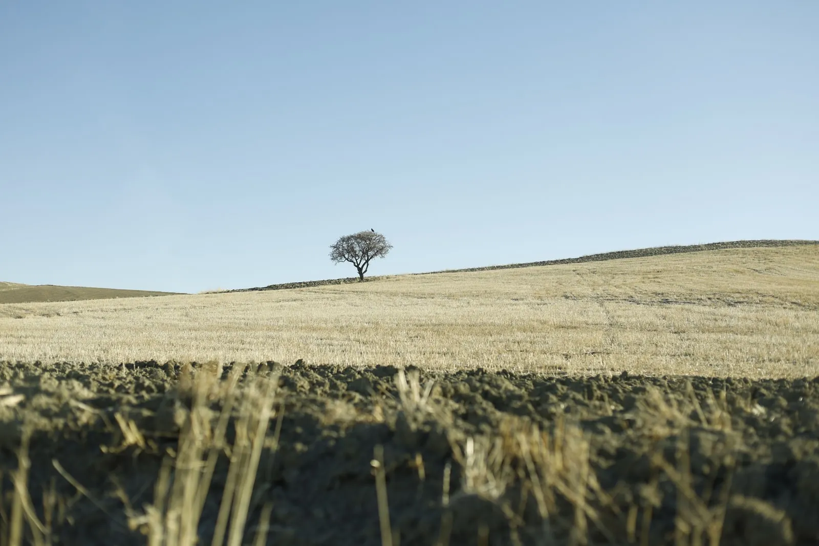 A single tree on the horizon above a dry, harvested field