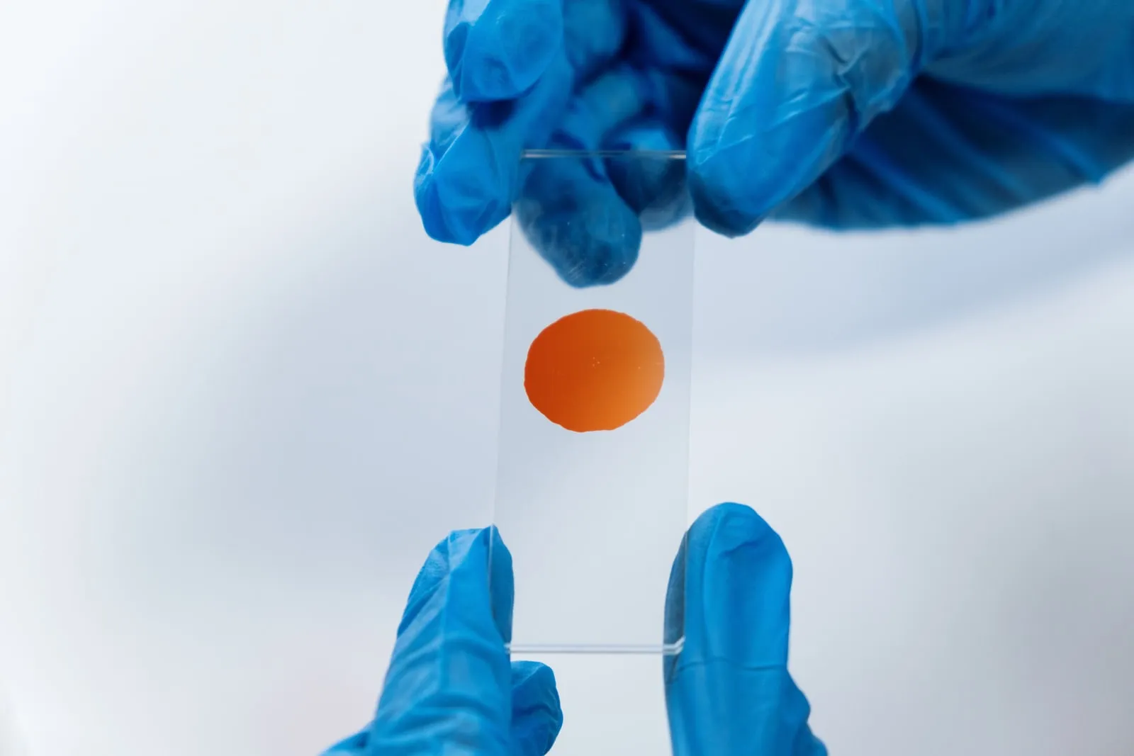 Gloved hands holding up a glass slide with an orange stained sample on it