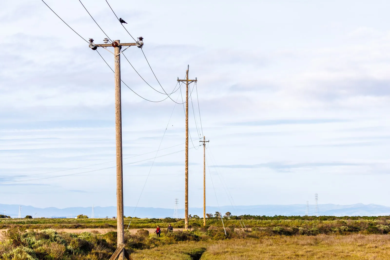 Wooden power poles and lines across open grassland