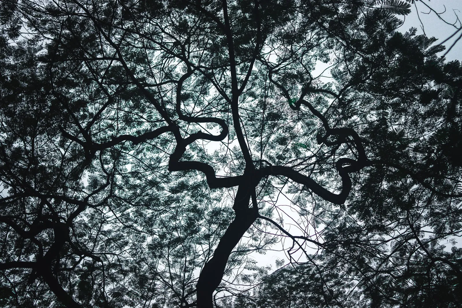 The branches of a tree seen from below against a pale sky