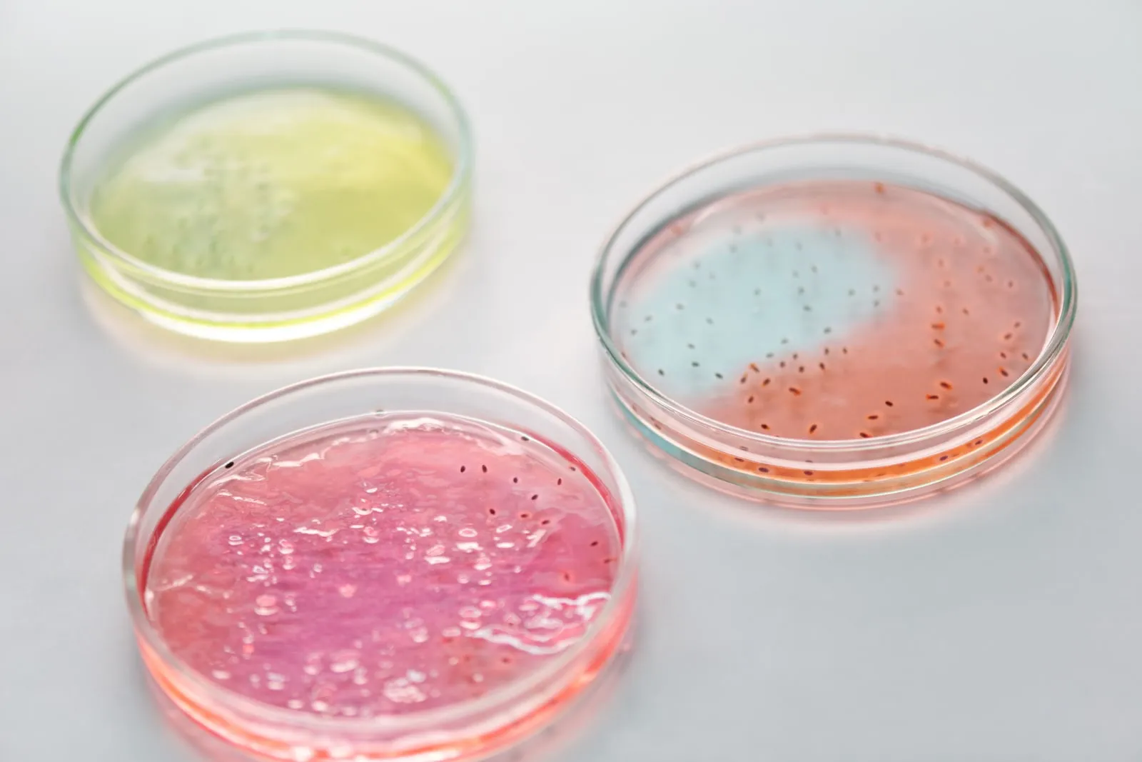 A petri dish culture under laboratory light