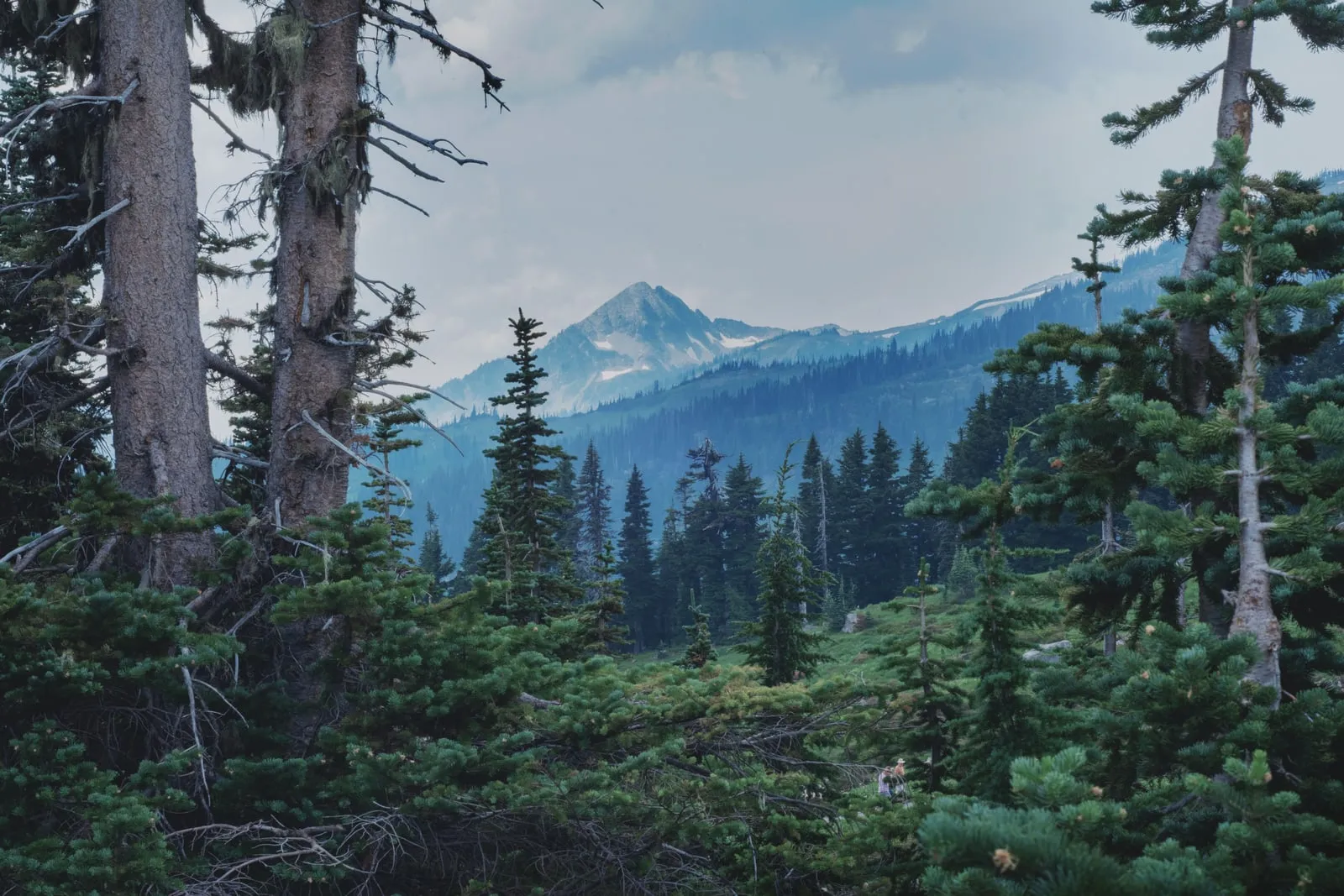 A forested mountain landscape
